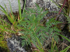 Conioselinum gmelinii