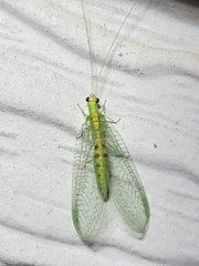 Chrysopa quadripunctata