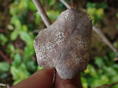Coccomyces dentatus