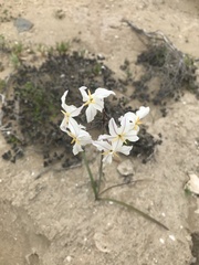 Leucocoryne appendiculata