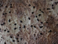 Coccomyces dentatus