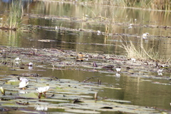 Actophilornis africanus