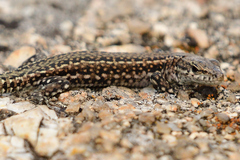 Podarcis guadarramae