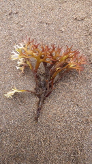 Chondrus crispus