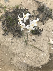 Leucocoryne appendiculata