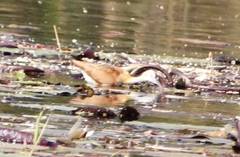 Actophilornis africanus