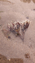 Chondrus crispus