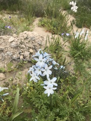 Zephyra elegans