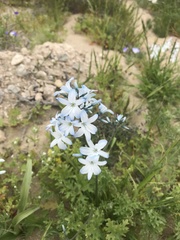 Zephyra elegans