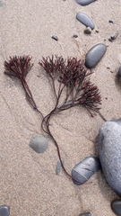 Chondrus crispus