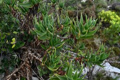 Aloiampelos commixta