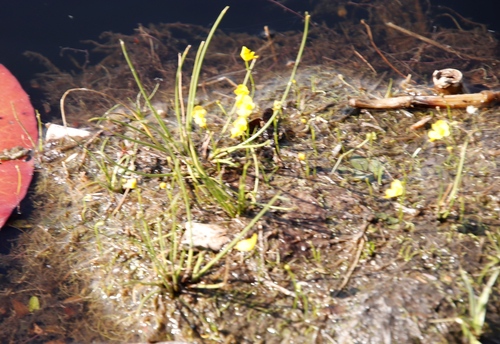 Utricularia gibba image