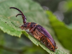 Prionus coriarius