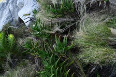 Aloiampelos commixta