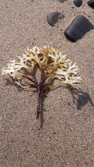 Chondrus crispus