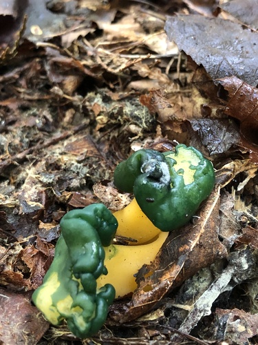 Leotia lubrica image