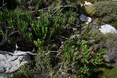 Aloiampelos commixta