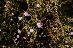 Diastella divaricata divaricata