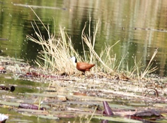 Actophilornis africanus