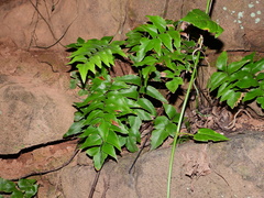 Adiantum petiolatum
