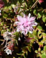 Diastella divaricata divaricata