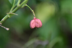 Euonymus europaeus