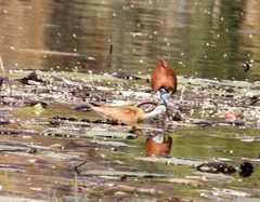 Actophilornis africanus