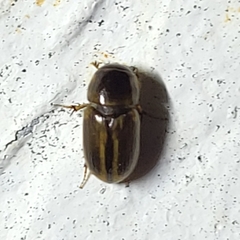 Labarrus cincticulus