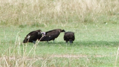 Necrosyrtes monachus
