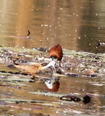 Actophilornis africanus