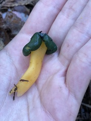 Leotia lubrica image