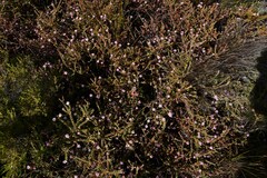 Diastella divaricata divaricata