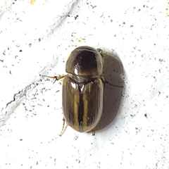 Labarrus cincticulus