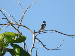 Sporophila morelleti