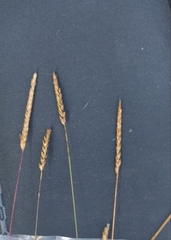 Cynosurus cristatus