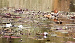 Actophilornis africanus