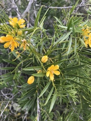 Senna cumingii