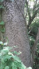 Amphipterygium glaucum