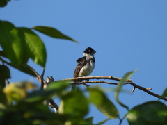 Sporophila morelleti