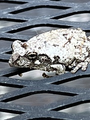 Hyla chrysoscelis