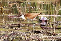 Actophilornis africanus