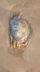 Catostylus tagi