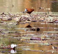 Actophilornis africanus