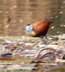 Actophilornis africanus