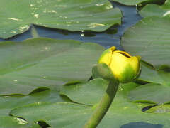 Nuphar