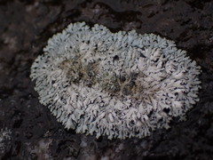 Physcia caesia
