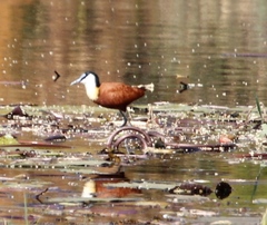 Actophilornis africanus