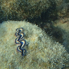 Tridacna maxima