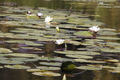 Nymphaea