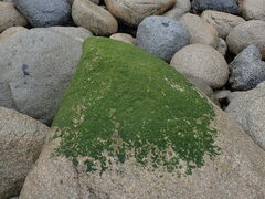 Ulvaceae